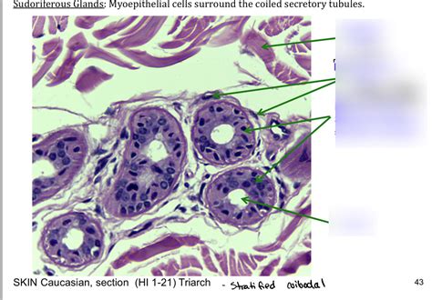 Sudoriferous glands Diagram | Quizlet