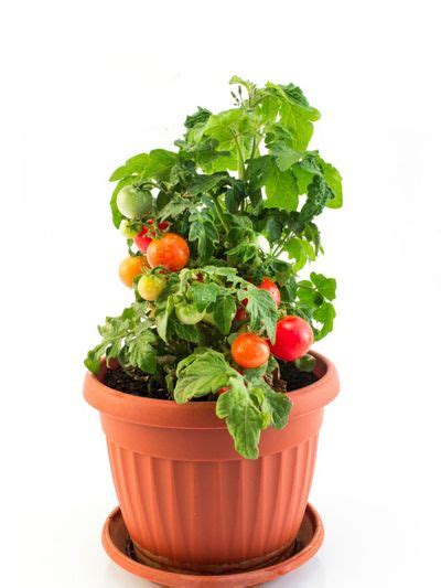 Cherry Tomatoes Grown Indoors: How To Grow Indoor Cherry Tomatoes