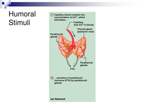 PPT - The Endocrine System PowerPoint Presentation, free download - ID ...