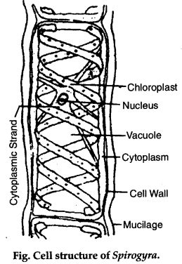 Spirogyra Cell Diagram