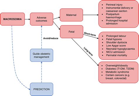 Frontiers | Biomarkers for Macrosomia Prediction in Pregnancies ...