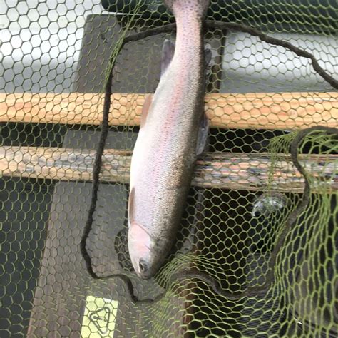 ᐅ Ladybower Reservoir fishing reports🎣• England, United Kingdom fishing