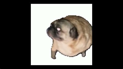 dancing pug - YouTube