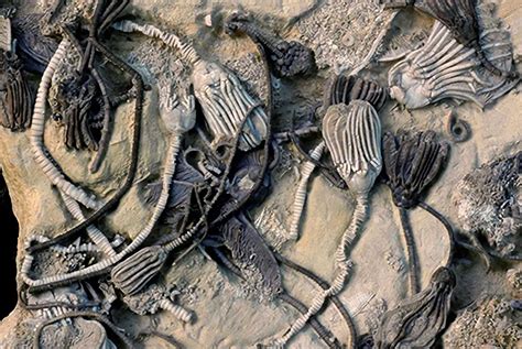 Fossilized Crinoids Yield the Oldest Biomolecules Found Inside a Fossil