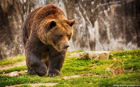 Interesting facts about brown bears | Just Fun Facts