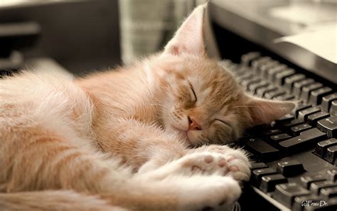 Sleeping Cat HD wallpaper | 2560x1600 | #14221