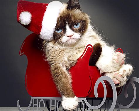 Grumpy Cat Christmas Memes - Imgflip