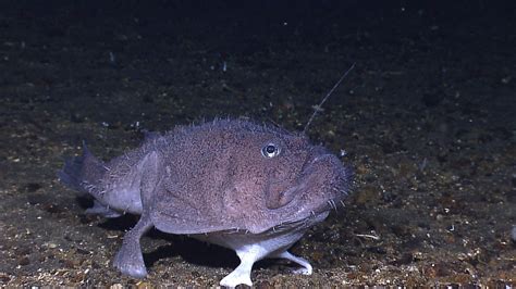 expl2183 | A goosefish perched on the bottom. Image ID: expl… | Flickr