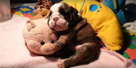 Bulldog Puppy Snores While He Sleeps | HuffPost UK