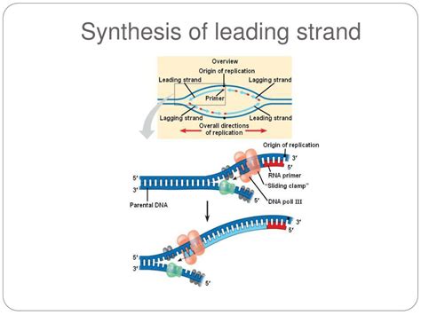 PPT - DNA REPLICATION PowerPoint Presentation, free download - ID:1102641