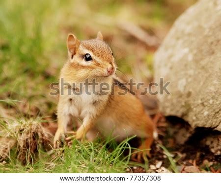 Baby Chipmunk Outside The Burrow Entrance Stock Photo 77357308 ...