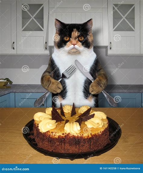 Cat Eating a Cake in Kitchen Stock Photo - Image of holiday, concept ...