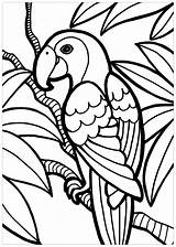 Parrot  Bird Coloring Pages sketch template