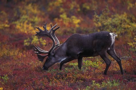 Free picture: barren, ground, caribou, grazing, autumn, foliage, background