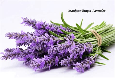 9 Manfaat Bunga Lavender untuk Kesehatan dan Kecantikan - BAMS