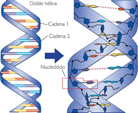 Recursos CMC: DOBLE HÉLICE DE ADN.