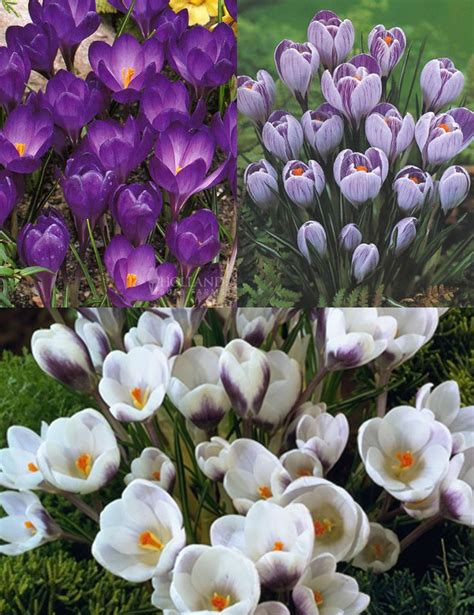 Crocus Bulbs | Bulb flowers, Crocus bulbs, Fall bulbs