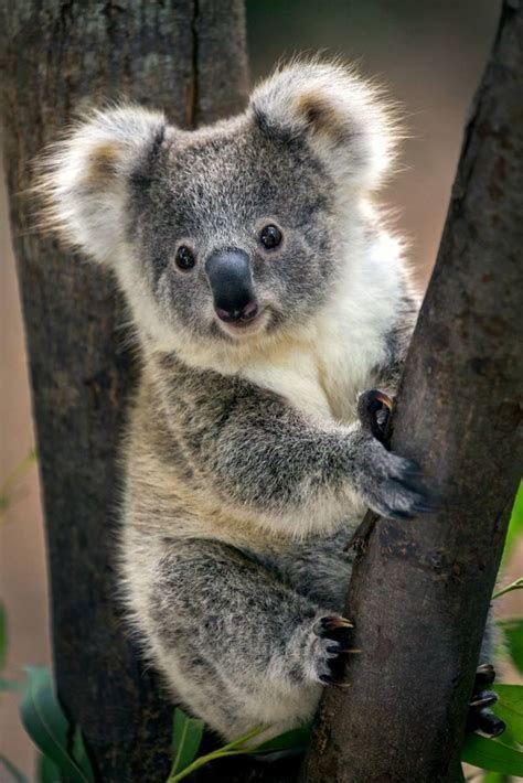 We've gathered our favorite ideas for Koala Bear Koalas Cute Animals Animals Beautiful Animals ...