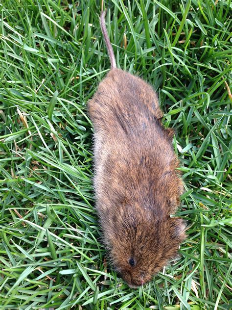 Vole Removal Westchester, NY | Intrepid Wildlife Services