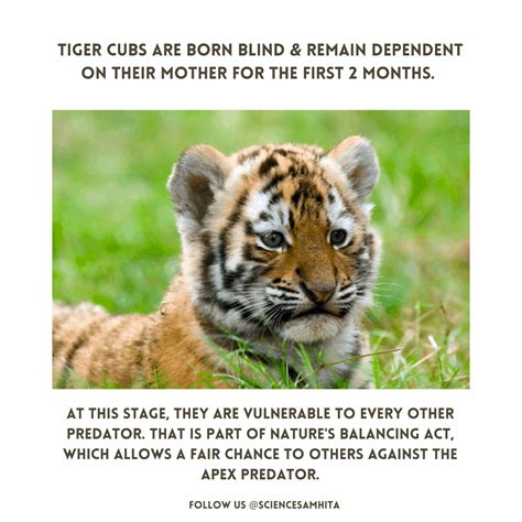 Tiger Cubs are born Blind. – Science Samhita