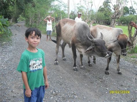 Water buffalo for farming. | Water buffalo, Animals, Philippines