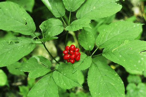 DCNR Provides Guidance on Harvesting Wild Ginseng in PA - PennWatch