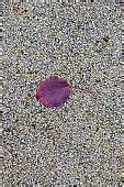 Free picture: stone, ground, plant, texture, leaf, sand