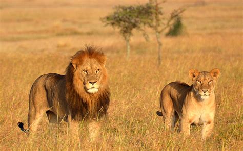 These 'Lion King' Safaris in Kenya and Tanzania Will Show You the Real ...