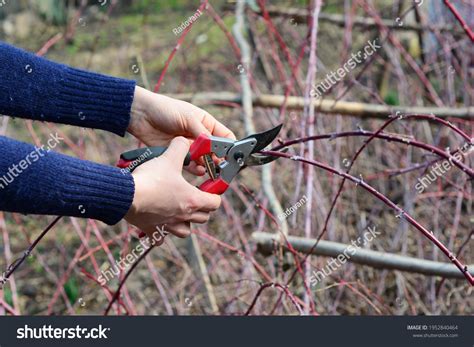 139 Cut Raspberry Canes Stock Photos, Images & Photography | Shutterstock