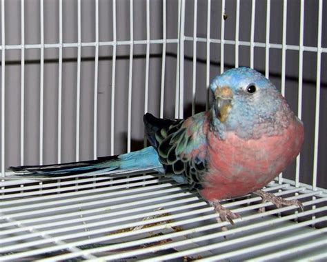 Bourke Parakeet Heavy Blue Coloring | Parakeet colors, Parakeet, Aviary