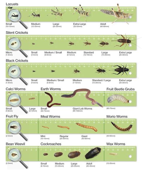 Bearded Dragon Food Chart | Bearded dragon diet, Bearded dragon ...