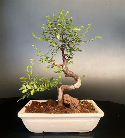 Ulmus Parvifolia Bonsai - Buy Bonsai Online India Delhi NCR