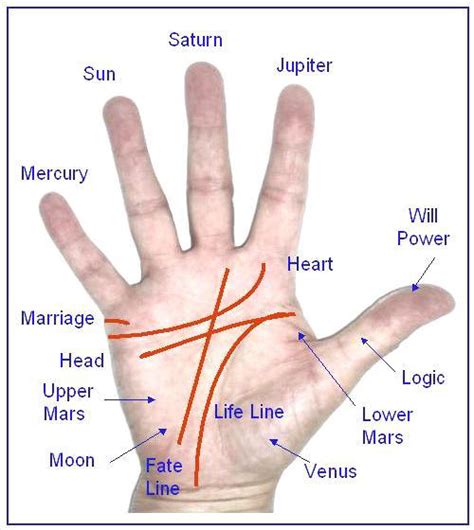 Palmistry Reading Lines: Palm Reading, Know Your Future