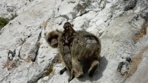 Gibraltar Conservation Projects - Monkeys (Barbary Macaques)