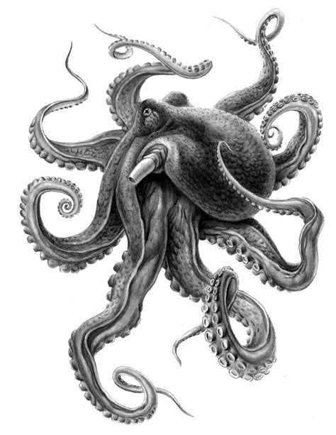 Attractive dark octopus tattoo design - Tattooimages.biz