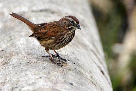 Study Shows Climate Change Expands Migratory Bird Ranges; Media Freaks ...