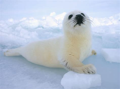 Harp Seal | Cute Animal Interesting Facts & Images | The Wildlife