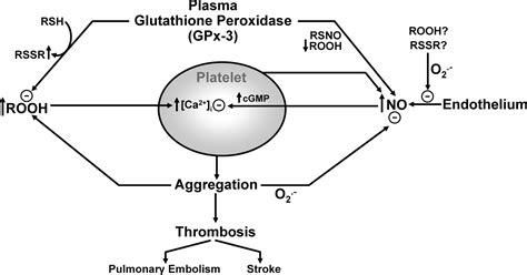 Plasma Glutathione Peroxidase Activity is Potentially a Key Regulator of Vascular Disease ...