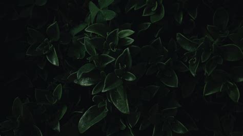 Download wallpaper 1920x1080 green leaves, close up, dark, portrait ...