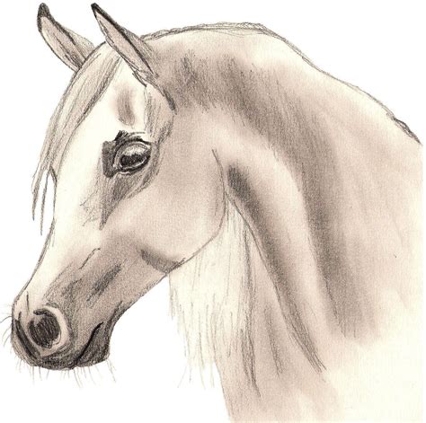 Arabian Horse - Drawing Photo (22114114) - Fanpop