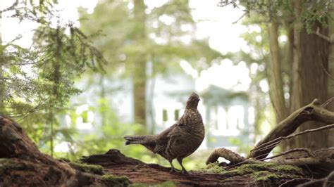 RUFFED GROUSE "DRUMMING" sound & video | Grouse, Forest people, Drums