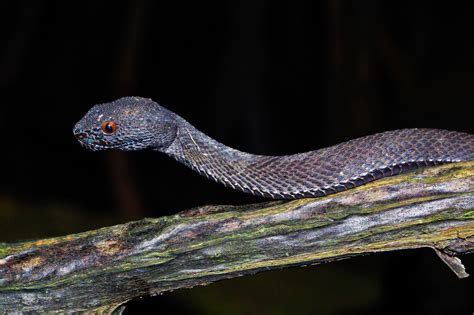 Multimedia Gallery - Surveying snakes in Singapore (Image 4) | NSF ...