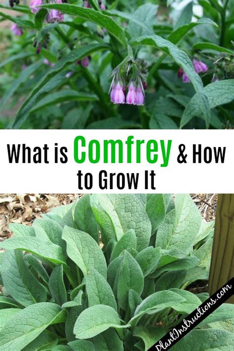 What is Comfrey: How to Grow Comfrey & Use It - Plant Instructions