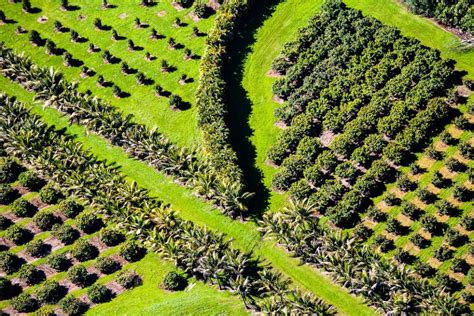 Macadamia Nut Farm | Cindy Goeddel Photography, LLC