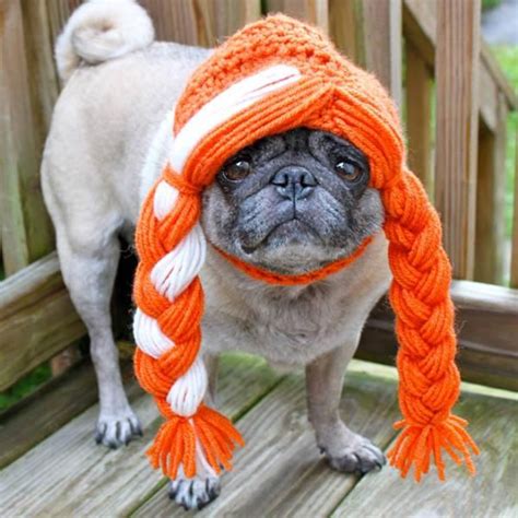 Crocheted Pet Hats Are The Best! (21 pics) | Dog hat, Pugs funny, Pets