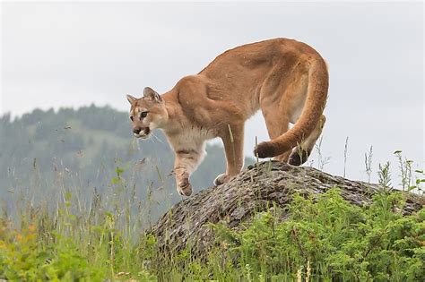 10 Most Dangerous Animals in Canada - WorldAtlas