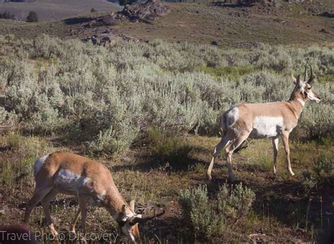 Wildlife Tour At Yellowstone National Park