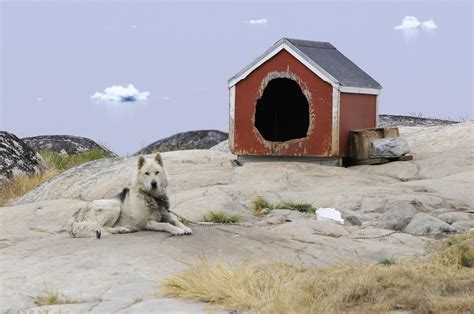 Husky (2) | Greenland | Pictures | Geography im Austria-Forum