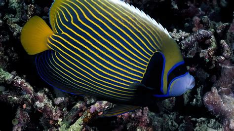 320x570 resolution | yellow and black striped fish HD wallpaper ...