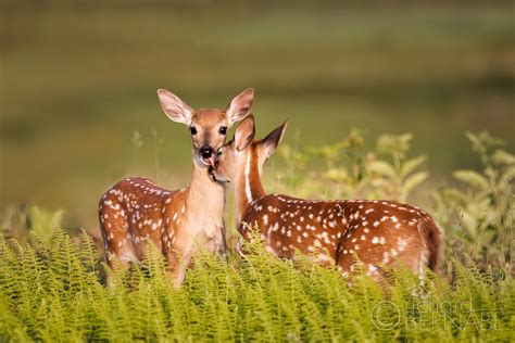 White tailed deer fawns, Shenandoah National Park Virginia (Photo credit to Richard Bernabe ...